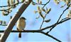 Photo of Chiffchaff at Lee Common , Buckinghamshire. Taken by Don Stone on 26th March 2026.