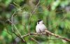 Photo of Marsh Tit at Lee Common , Buckinghamshire. Taken by Don Stone on 26th March 2026.
