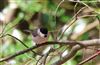 Photo of Marsh Tit at Lee Common , Buckinghamshire. Taken by Don Stone on 26th March 2026.