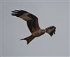 Photo of Red Kite at Amersham Flood Meadows, Buckinghamshire. Taken by John Edwards on 27th February 2026.