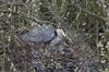 Photo of Grey Heron at Linford Reserve, Linford GPs, Buckinghamshire. Taken by Michael Haberfield on 28th March 2026.