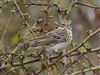 Photo of Meadow Pipit at Pitstone Hill, Buckinghamshire. Taken by Michael Haberfield on 29th March 2026.