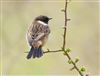 Photo of Stonechat. Taken by Michael Haberfield.