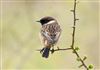 Photo of Stonechat. Taken by Michael Haberfield.