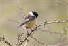 Photo of Stonechat. Taken by Michael Haberfield.