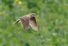 Photo of Skylark at Pitstone Hill, Buckinghamshire. Taken by Michael Haberfield on 29th March 2026.