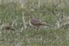 Photo of Skylark at Pitstone Hill, Buckinghamshire. Taken by Michael Haberfield on 29th March 2026.
