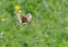 Photo of Skylark at Pitstone Hill, Buckinghamshire. Taken by Michael Haberfield on 29th March 2026.