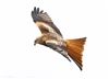 Photo of Red Kite at Pitstone Hill, Buckinghamshire. Taken by Michael Haberfield on 29th March 2026.