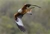 Photo of Red Kite at Pitstone Hill, Buckinghamshire. Taken by Michael Haberfield on 29th March 2026.