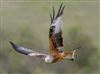 Photo of Red Kite at Pitstone Hill, Buckinghamshire. Taken by Michael Haberfield on 29th March 2026.