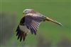 Photo of Red Kite at Pitstone Hill, Buckinghamshire. Taken by Michael Haberfield on 29th March 2026.