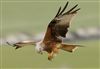 Photo of Red Kite at Pitstone Hill, Buckinghamshire. Taken by Michael Haberfield on 29th March 2026.