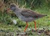 Photo of Redshank at Gallows Bridge Farm, Gallows Bridge, Buckinghamshire. Taken by Richard Stevens on 3rd March 2026.