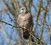 Photo of Kestrel at Amersham Flood Meadows, Buckinghamshire. Taken by John Edwards on 3rd March 2026.