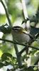 Photo of Firecrest at South Heath, Buckinghamshire. Taken by Stewart Dennis on 2nd March 2026.