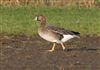 Photo of White-fronted Goose at Linford Reserve, Linford GPs, Buckinghamshire. Taken by Michael Haberfield on 4th March 2026.