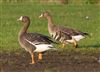 Photo of White-fronted Goose at Linford Reserve, Linford GPs, Buckinghamshire. Taken by Michael Haberfield on 4th March 2026.
