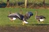 Photo of White-fronted Goose at Linford Reserve, Linford GPs, Buckinghamshire. Taken by Michael Haberfield on 4th March 2026.