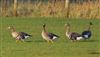 Photo of White-fronted Goose at Linford Reserve, Linford GPs, Buckinghamshire. Taken by Michael Haberfield on 4th March 2026.