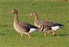 Photo of White-fronted Goose at Linford Reserve, Linford GPs, Buckinghamshire. Taken by Michael Haberfield on 4th March 2026.
