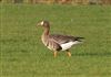 Photo of White-fronted Goose at Linford Reserve, Linford GPs, Buckinghamshire. Taken by Michael Haberfield on 4th March 2026.