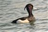 Photo of Tufted Duck at Little Marlow GP, Buckinghamshire. Taken by Graham Smith on 5th March 2026.