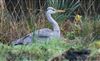 Photo of Grey Heron at Lee Common , Buckinghamshire. Taken by Don Stone on 1st March 2026.