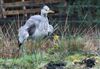Photo of Grey Heron at Lee Common , Buckinghamshire. Taken by Don Stone on 1st March 2026.
