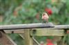 Photo of Redpoll at Lee Common , Buckinghamshire. Taken by Don Stone on 1st March 2026.