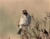 Photo of Reed Bunting at Amersham Flood Meadows, Buckinghamshire. Taken by Marcus Warden on 5th March 2026.