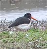 Photo of Oystercatcher at Little Marlow GP, Buckinghamshire. Taken by Tony James on 7th March 2026.