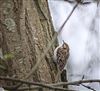 Photo of Treecreeper at Little Marlow GP, Buckinghamshire. Taken by Tony James on 9th March 2026.
