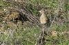 Photo of Skylark at Logistica Flood, Milton Keynes, Buckinghamshire. Taken by Michael Haberfield on 8th March 2026.