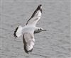 Photo of Black-headed Gull at Linford Reserve, Linford GPs, Buckinghamshire. Taken by Michael Haberfield on 8th March 2026.