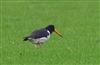 Photo of Oystercatcher at Linford Reserve, Linford GPs, Buckinghamshire. Taken by Michael Haberfield on 8th March 2026.