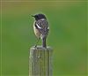 Photo of Stonechat. Taken by John Edwards.