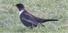 Photo of Ring Ouzel at Steps Hill, Buckinghamshire. Taken by David Bevan on 11th April 2026.