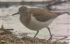 Photo of Common Sandpiper at Little Marlow GP, Buckinghamshire. Taken by David Bevan on 11th April 2026.