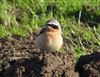 Photo of Wheatear at Rowsham, Buckinghamshire. Taken by Mike Wallen on 5th April 2026.