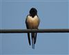 Photo of Swallow at Rowsham, Buckinghamshire. Taken by Mike Wallen on 8th April 2026.