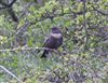 Photo of Ring Ouzel at Steps Hill, Buckinghamshire. Taken by Mike Wallen on 11th April 2026.