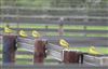 Photo of Yellow Wagtail at Rowsham, Buckinghamshire. Taken by Mike Wallen on 10th April 2026.