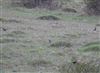 Photo of Ring Ouzel at Steps Hill, Buckinghamshire. Taken by Mike Wallen on 11th April 2026.