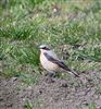 Photo of Wheatear at Dorney Common, Dorney, Buckinghamshire. Taken by Tony James on 12th April 2026.