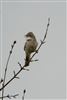 Photo of Whitethroat at Ivinghoe Beacon, Buckinghamshire. Taken by Gary Hinton on 13th April 2026.
