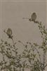 Photo of Corn Bunting at Ivinghoe Beacon, Buckinghamshire. Taken by Gary Hinton on 13th April 2026.