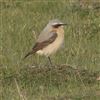 Photo of Wheatear at Ivinghoe Beacon, Buckinghamshire. Taken by Gary Hinton on 13th April 2026.