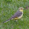 Photo of Yellow Wagtail at Marsworth, Bucks, Buckinghamshire. Taken by Adrian Roach on 14th April 2026.
