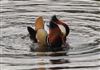 Photo of Mandarin Duck at Black Park, Buckinghamshire. Taken by David Ferguson on 13th April 2026.